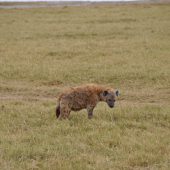  Ngorongoro Crater, TZ